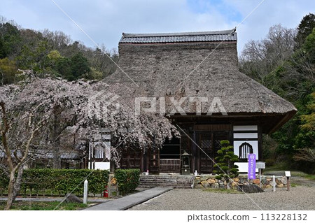 Spring cherry blossoms at Ankokuji Temple 113228132