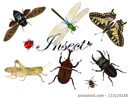 Migratory locusts and other insects Migratory locusts and other insects 113228188