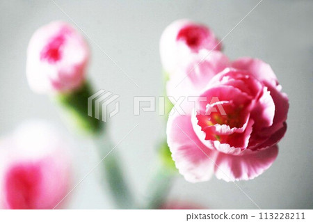 Carnation, pale pink flower Carnation, pale pink flower 113228211