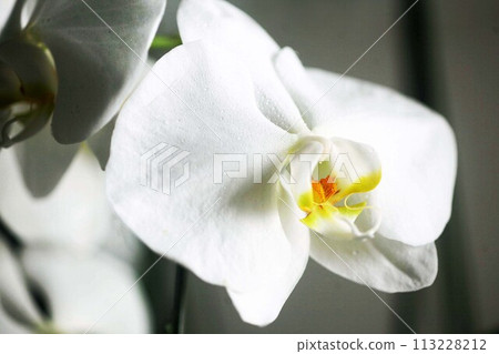 Western orchid, white Phalaenopsis flower Western orchid, white Phalaenopsis flower 113228212