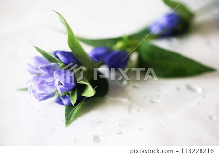 野花龍膽花 113228216