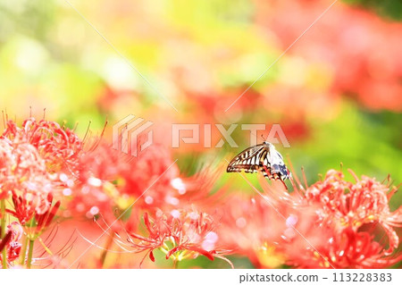 關東花卉風景、金查庫達的石蒜科植物群、蝴蝶和石蒜科植物 關東花卉風景、金查庫達的石蒜科植物群、蝴蝶和石蒜科植物 113228383