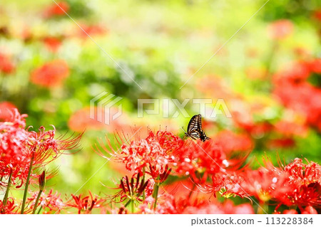 關東花卉風景、金查庫達的石蒜科植物群、蝴蝶和石蒜科植物 113228384