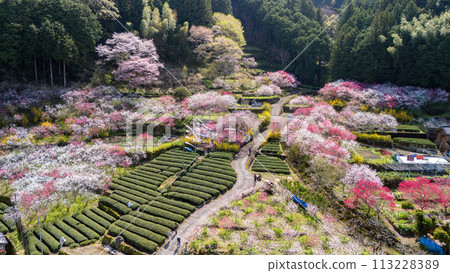 Kuki no Hanamachi 113228389