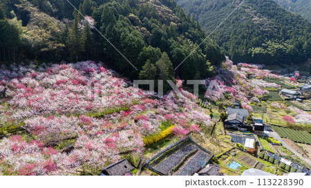 Kuki no Hanamachi 113228390