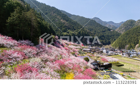 Kuki no Hanamachi 113228391