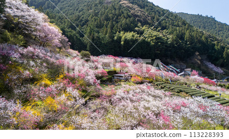 Kuki no Hanamachi Kuki no Hanamachi 113228393