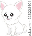 Smiling white dog (Chihuahua) sitting down [diagonal] 113228404