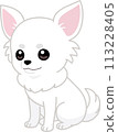 Sitting white dog (Chihuahua) [diagonal] 113228405