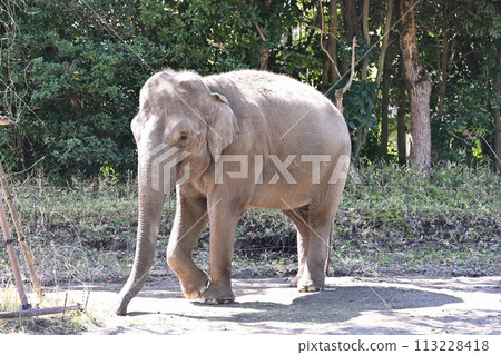 Indian elephant Indian elephant 113228418