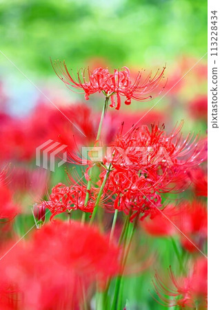 Flower scenery of Kanto, Higanbana colony in Kinchakuda 113228434