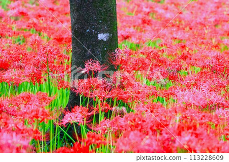 關東、金澤庫田彼岸花群落的花景 113228609