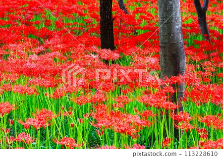 關東、金澤庫田彼岸花群落的花景 113228610