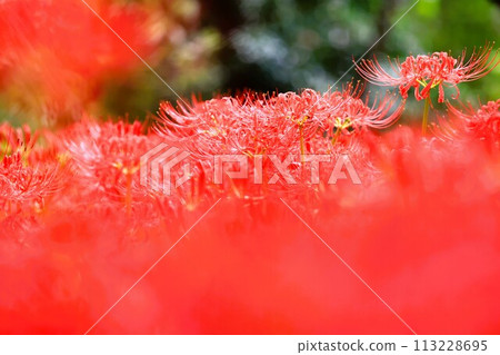 Flower scenery of Kanto, Higanbana colony in Kinchakuda 113228695