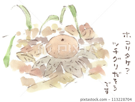 Tsuchiguri（土栗）的水彩插圖，一種在春季綠地中發現的真菌 113228704