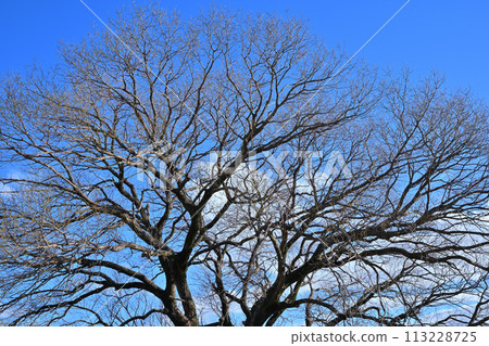 The movement of new buds against the blue sky - The arrival of spring - A landscape of mixed trees 113228725