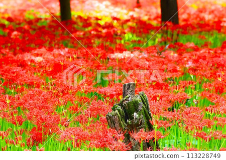 Flower scenery of Kanto, Higanbana colony in Kinchakuda Flower scenery of Kanto, Higanbana colony in Kinchakuda 113228749