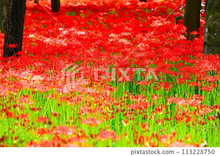 Flower scenery of Kanto, Higanbana colony in Kinchakuda Flower scenery of Kanto, Higanbana colony in Kinchakuda 113228750