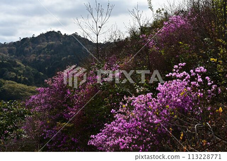杜鵑花盛開的瀧上山 113228771