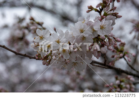 春天/櫻花 春天/櫻花 113228775