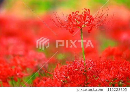 Flower scenery of Kanto, Higanbana colony in Kinchakuda Flower scenery of Kanto, Higanbana colony in Kinchakuda 113228805