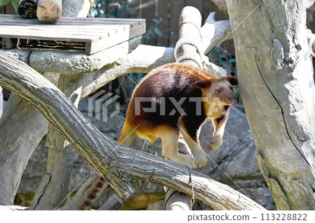 Sedge ki Novoli kangaroo 113228822