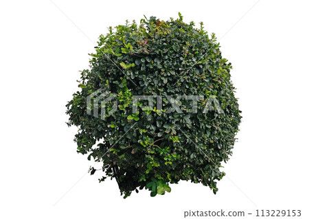 Beautiful green trimmed tako tree, shrub or bush Beautiful green trimmed tako tree, shrub or bush 113229153