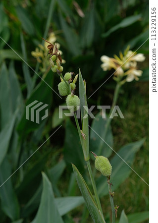 Fruit of Canna indica Fruit of Canna indica 113229156