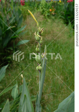 Fruit of Canna indica Fruit of Canna indica 113229157