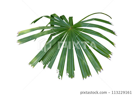 Fresh Green Leaf of Licuala spinosa, Mangrove Fan Palm Fresh Green Leaf of Licuala spinosa, Mangrove Fan Palm 113229161