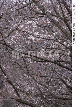 染井吉野櫻花開始綻放 113229188