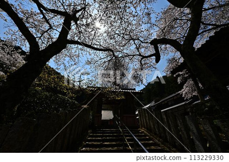 春天的宇土觀音,櫻花盛開 春天的宇土觀音,櫻花盛開 113229330