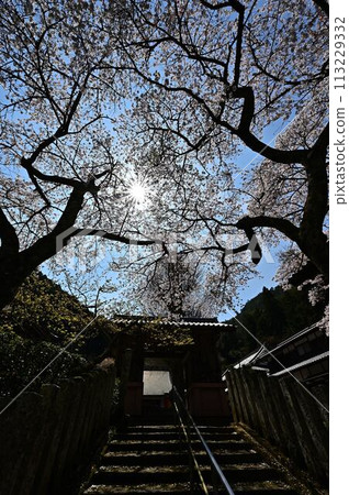 Uto Kannon in spring with cherry blossoms blooming Uto Kannon in spring with cherry blossoms blooming 113229332