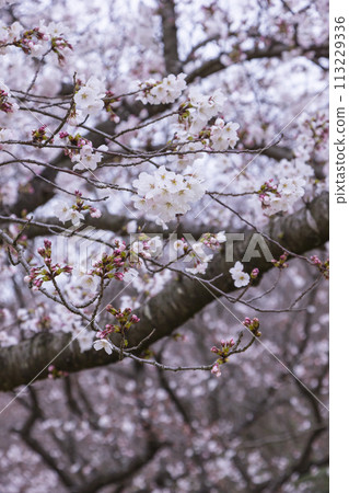 美麗綻放的櫻花染井吉野 113229336