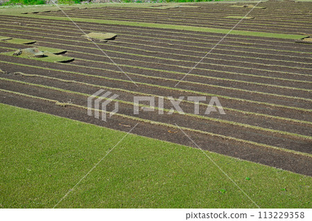 Replacement lawn, lawn growing area, golf Replacement lawn, lawn growing area, golf 113229358