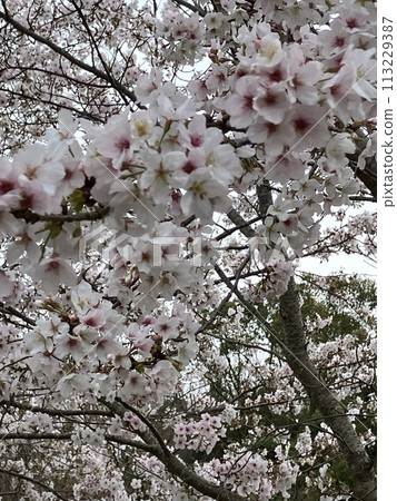 Sakura in full bloom that shines in the blue sky of spring 113229387