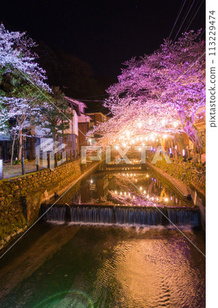 Kinosaki Onsen Night Cherry Blossom Illumination (Hyogo Prefecture - Kinosaki Onsen) 113229474