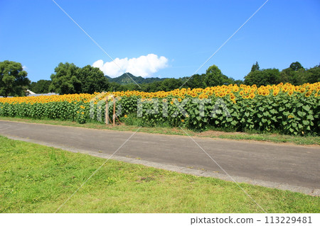 納條門向日葵田 113229481