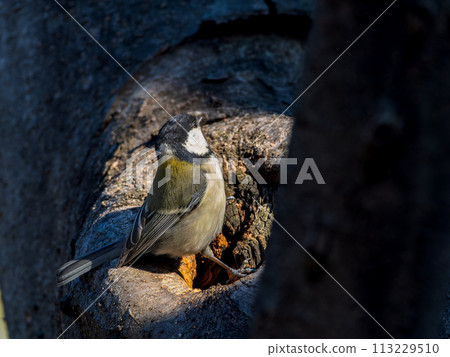 Great tit perching on a tree Great tit perching on a tree 113229510