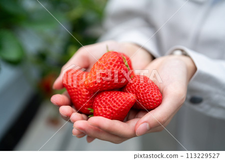 收穫的草莓在手掌上 113229527