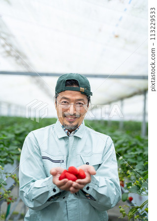 拿著溫室裡收穫的草莓的老人 113229533