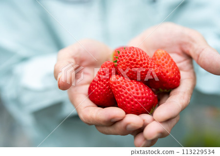 Harvested strawberries in the palm of your hand 113229534