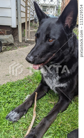 Attentive Black Dog with Stick in Homey Backyard, Daylight Close-Up 113229554