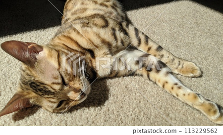 Bengal Cat Napping in Sunlight on Beige Carpet Close-Up 113229562