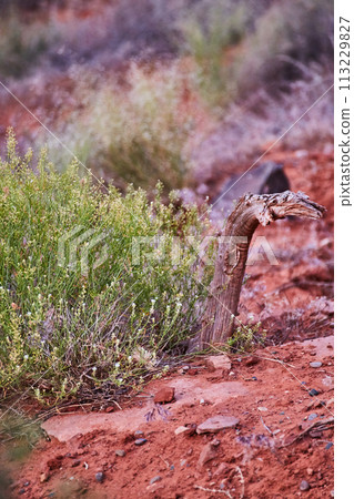 Rustic Wooden Post with White Florals in Desert Scene Rustic Wooden Post with White Florals in Desert Scene 113229827