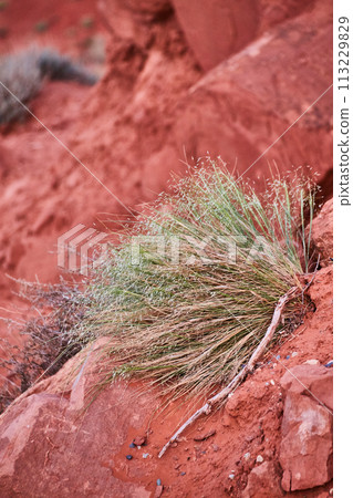 Desert Resilience: Green Grass and Red Rocks Close-Up Desert Resilience: Green Grass and Red Rocks Close-Up 113229829