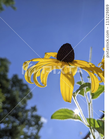 Sunlit Yellow Flower and Blue Sky Close-Up Sunlit Yellow Flower and Blue Sky Close-Up 113229869