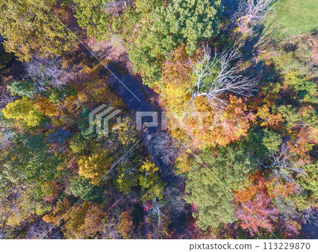 Aerial Top Down Autumn Forest and Stream in Hathaway Preserve, Indiana 113229870