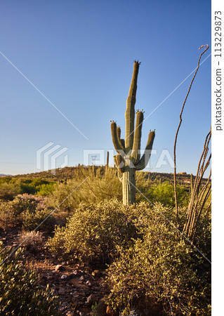 Saguaro Cactus in Arizona Desert with Rolling Hills Saguaro Cactus in Arizona Desert with Rolling Hills 113229873