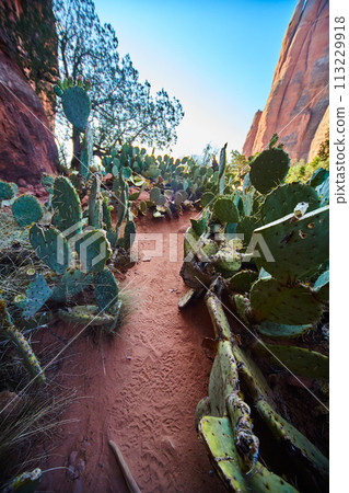 Prickly Pear Trail with Red Rock Formations, Sedona 113229918